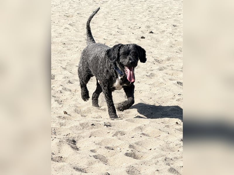 Perro de Agua Español Spanischer Wasserhund Welpen