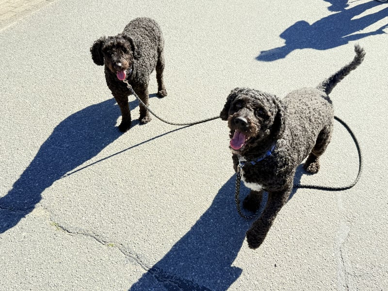 Perro de Agua Español Spanischer Wasserhund Welpen