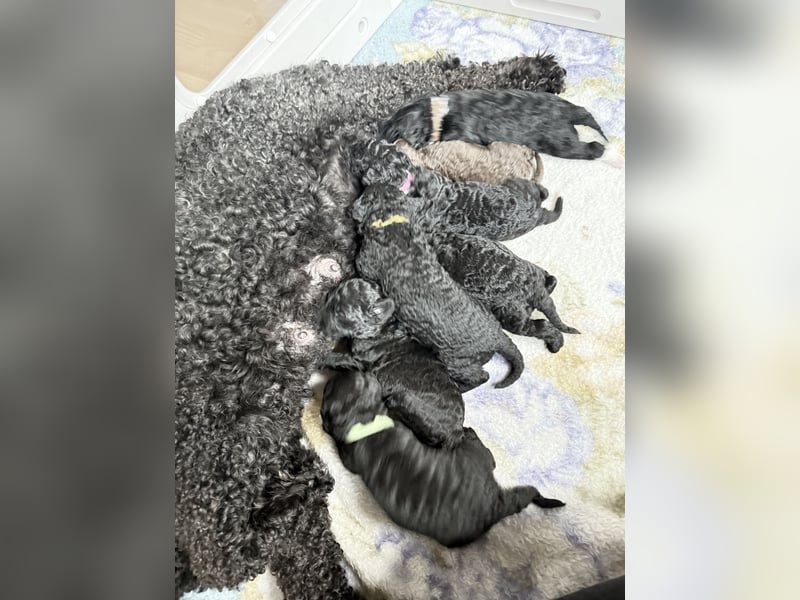 Perro de Agua Español Spanischer Wasserhund Welpen