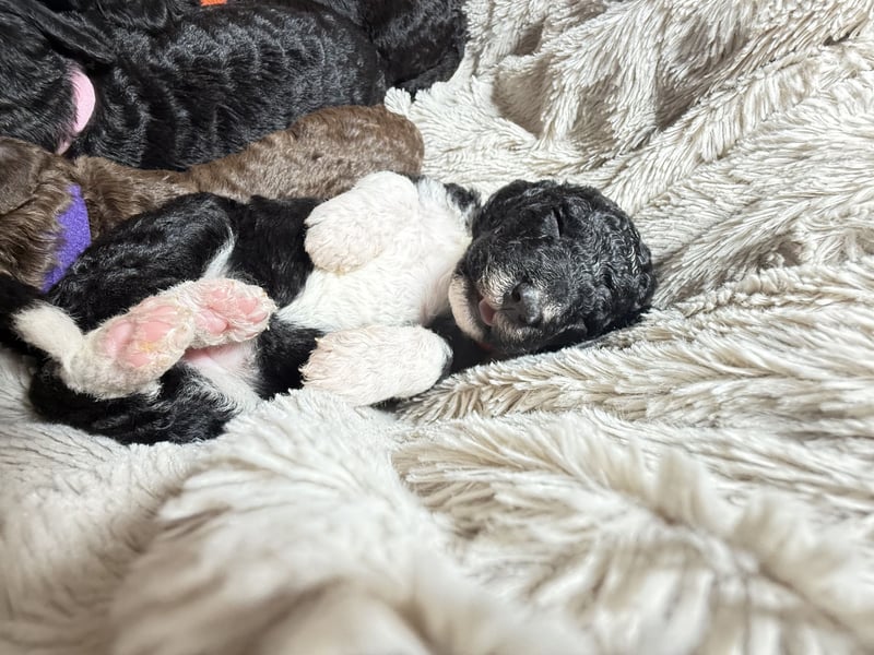 Perro de Agua Español Spanischer Wasserhund Welpen