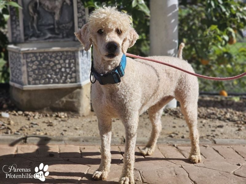 Lukas ist pure Lebensfreude und sehr anhänglich