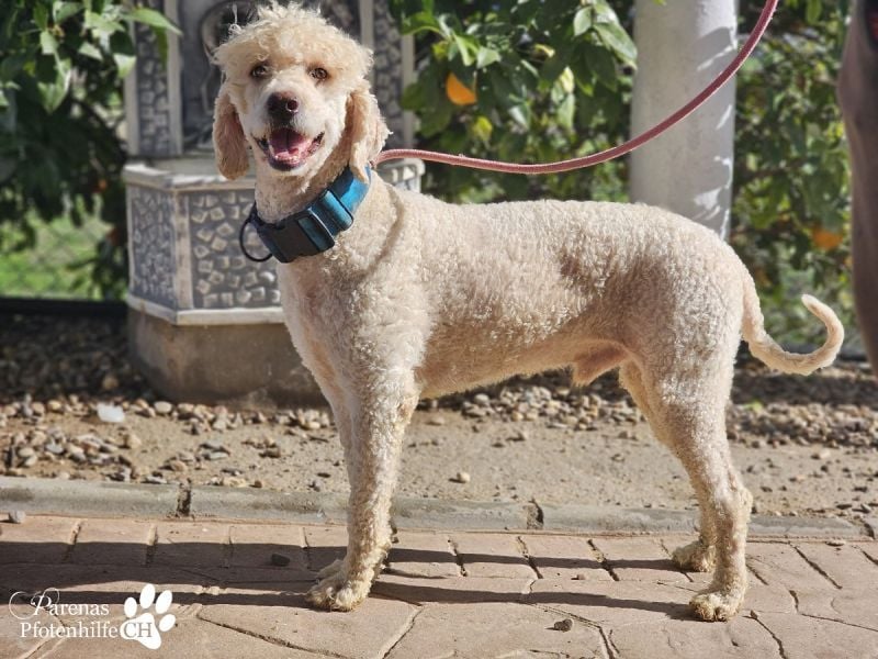 Lukas ist pure Lebensfreude und sehr anhänglich