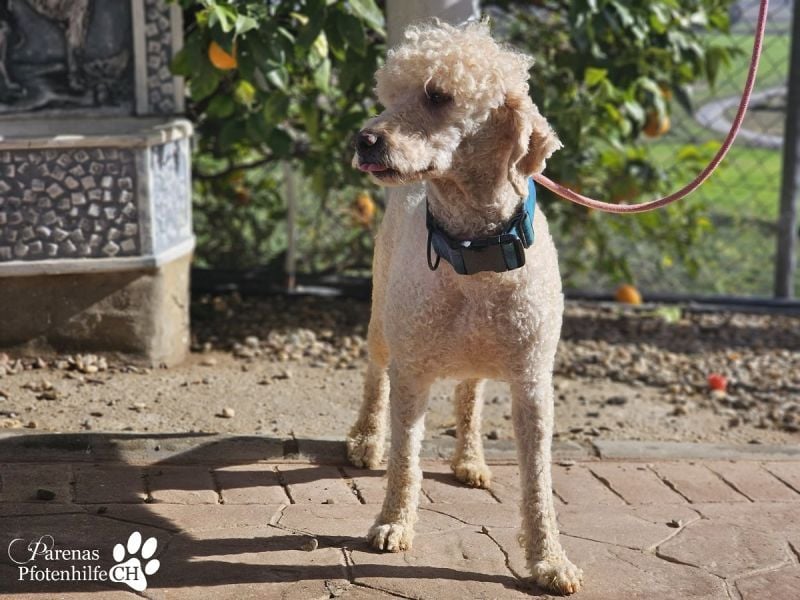 Lukas ist pure Lebensfreude und sehr anhänglich