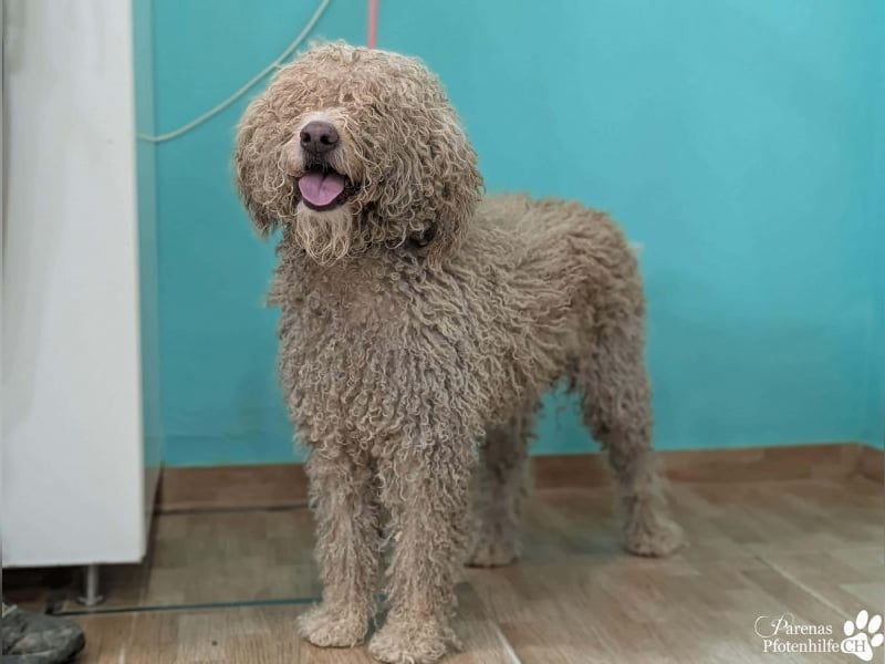 Lukas ist pure Lebensfreude und sehr anhänglich