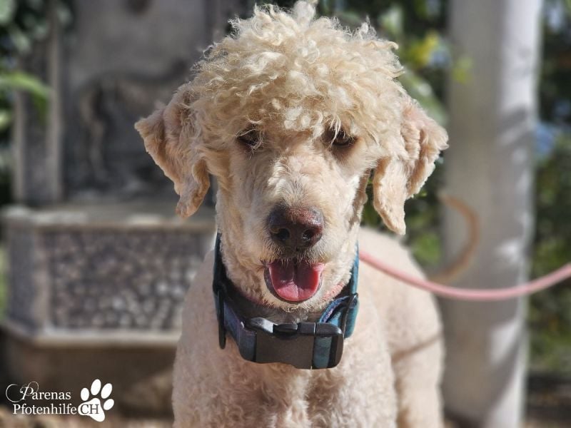 Lukas ist pure Lebensfreude und sehr anhänglich