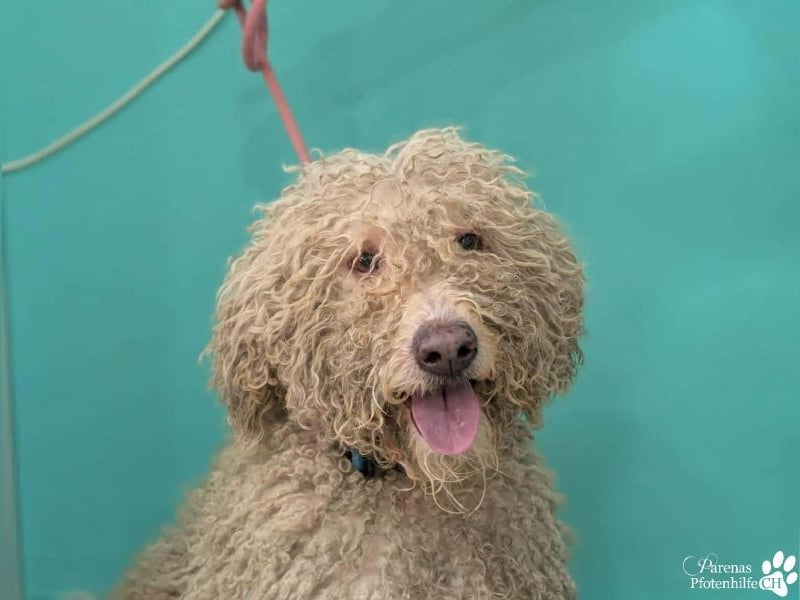 Lukas ist pure Lebensfreude und sehr anhänglich