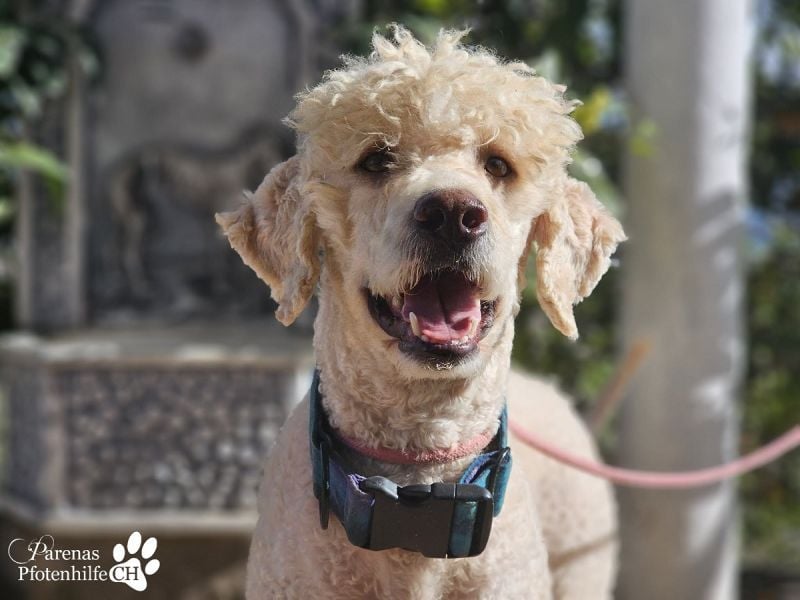 Lukas ist pure Lebensfreude und sehr anhänglich