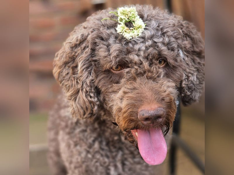 Caillou - ist verspielt&verschmust