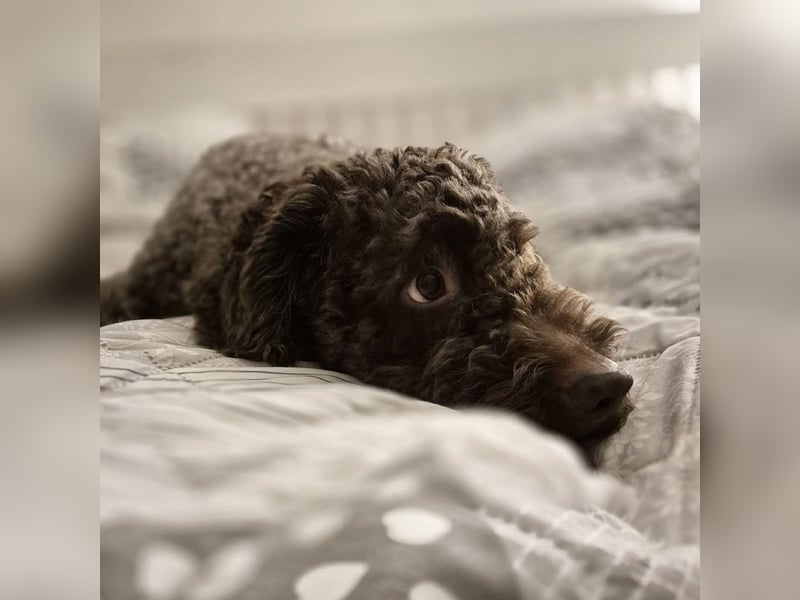 Caillou - ist verspielt&verschmust