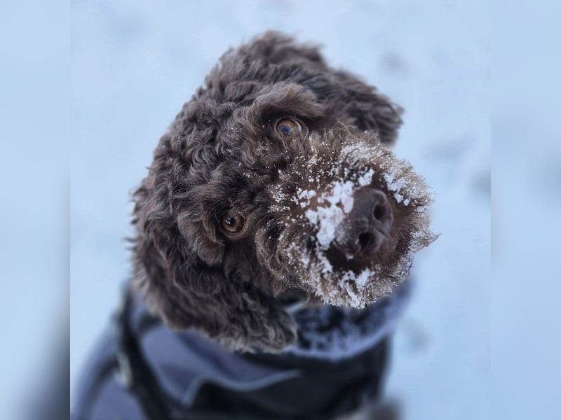 Caillou - ist verspielt&verschmust
