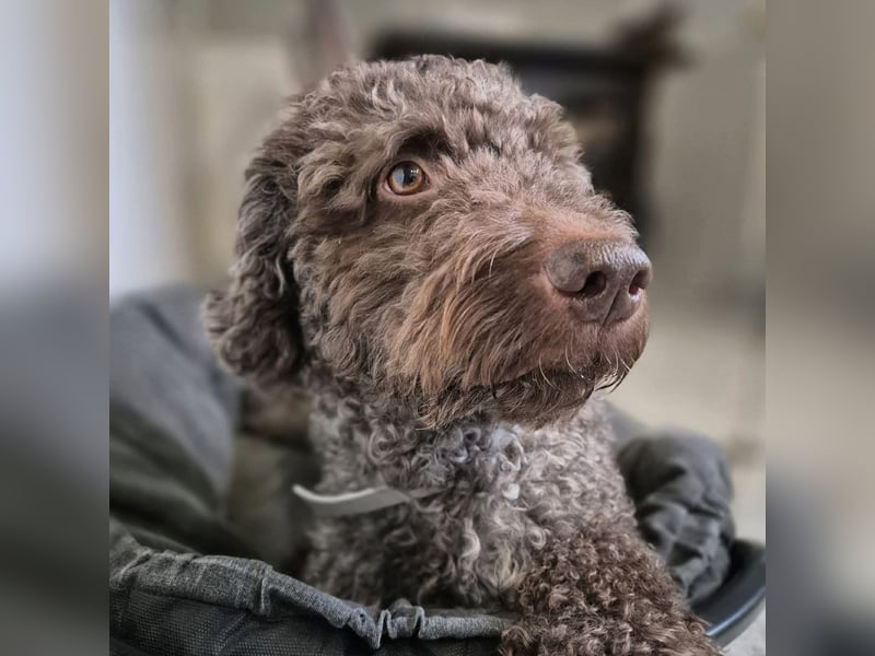 Caillou - ist verspielt&verschmust