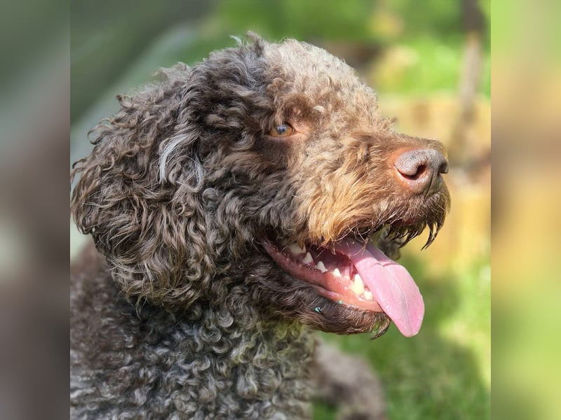 Caillou - ist verspielt&verschmust