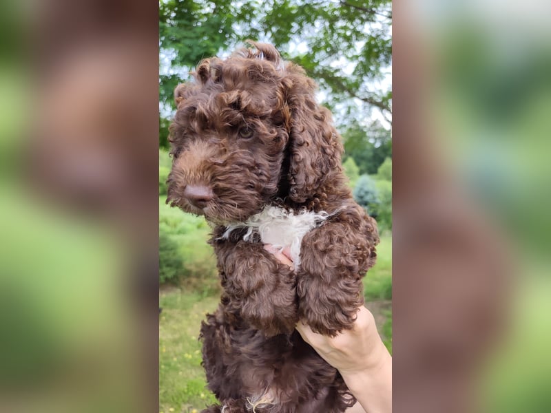 Spanischer Wasserhund (Perro de Agua Español) nicht lagotto Welpen – FCI/ZKwP