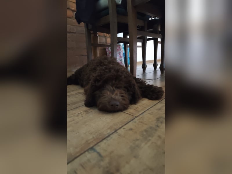 Spanischer Wasserhund (Perro de Agua Español) nicht lagotto Welpen – FCI/ZKwP