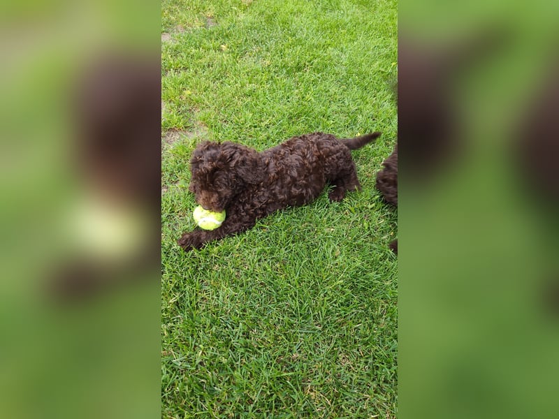 Spanischer Wasserhund (Perro de Agua Español) nicht lagotto Welpen – FCI/ZKwP