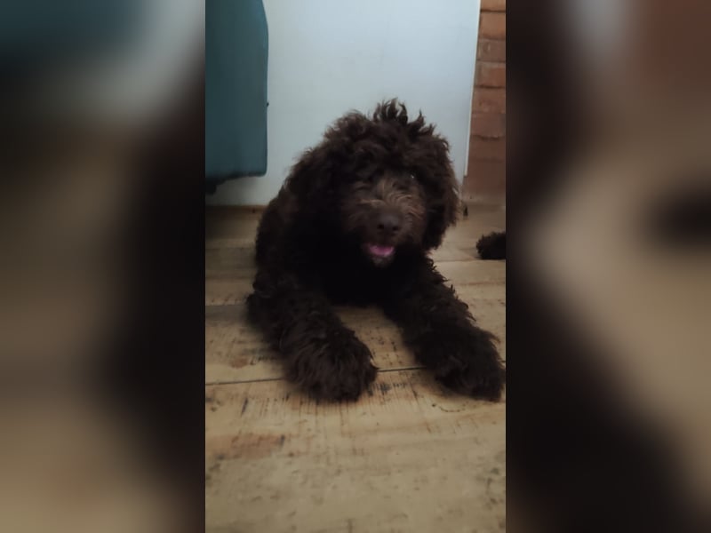 Spanischer Wasserhund (Perro de Agua Español) nicht lagotto Welpen – FCI/ZKwP