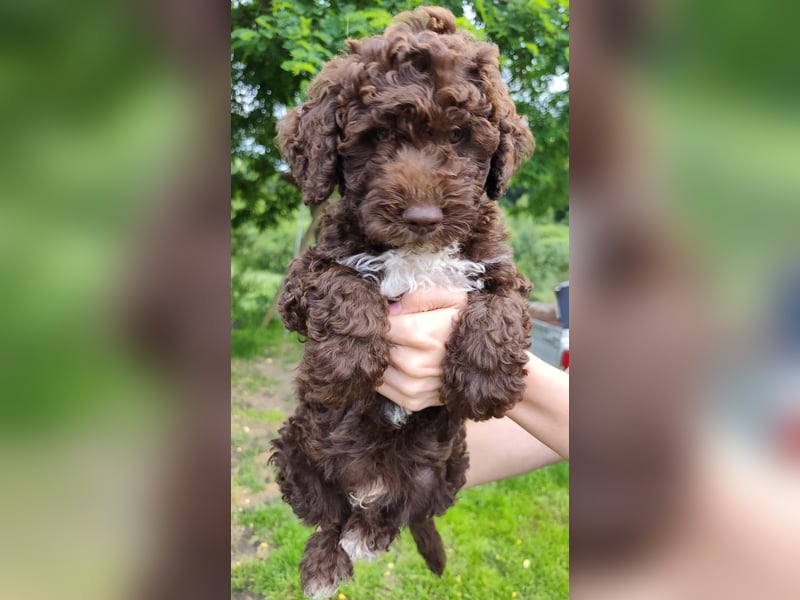 Spanischer Wasserhund (Perro de Agua Español) nicht lagotto Welpen – FCI/ZKwP