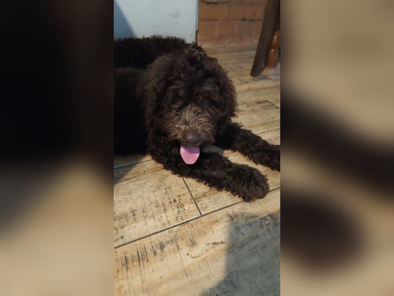 Spanischer Wasserhund (Perro de Agua Español) nicht lagotto Welpen – FCI/ZKwP