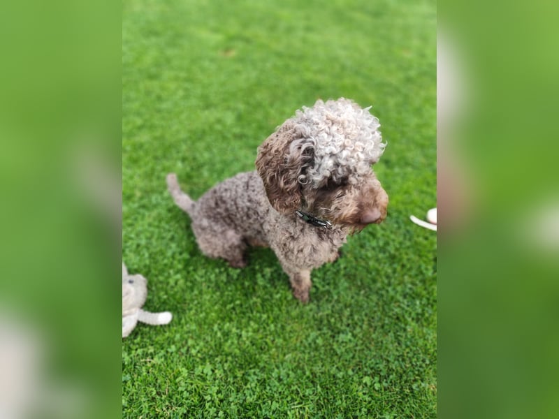 Charlie Spanischer Wasserhund Rüde kastriert