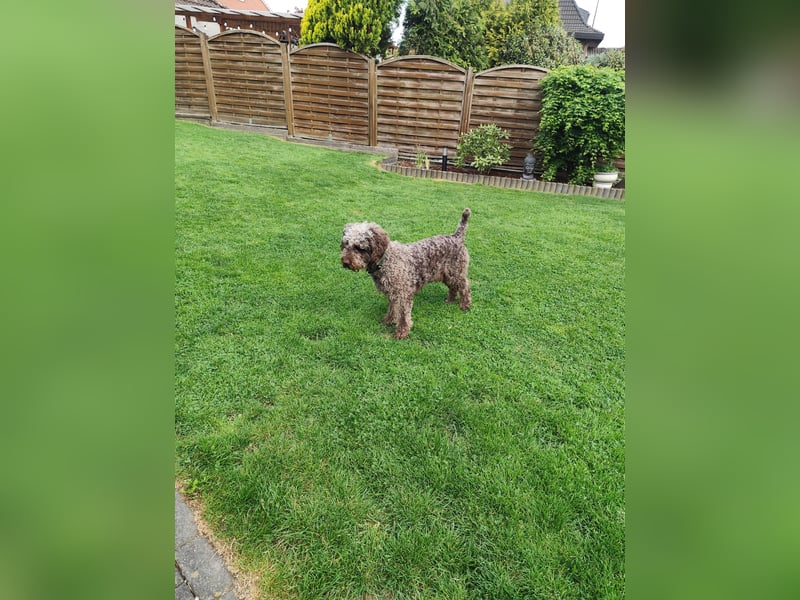 Charlie Spanischer Wasserhund Rüde kastriert
