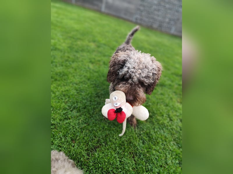 Charlie Spanischer Wasserhund Rüde kastriert