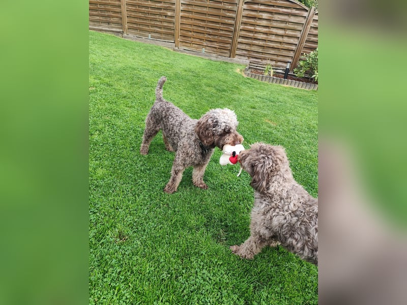 Charlie Spanischer Wasserhund Rüde kastriert