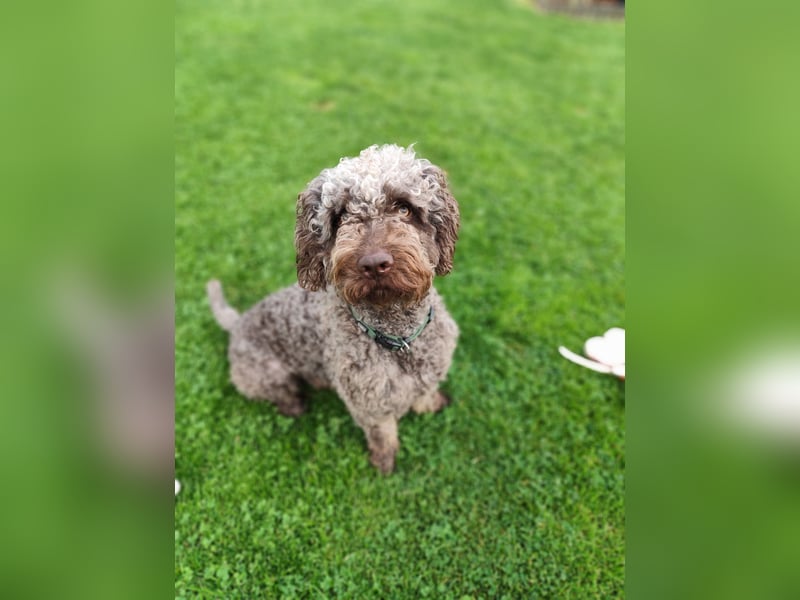 Charlie Spanischer Wasserhund Rüde kastriert