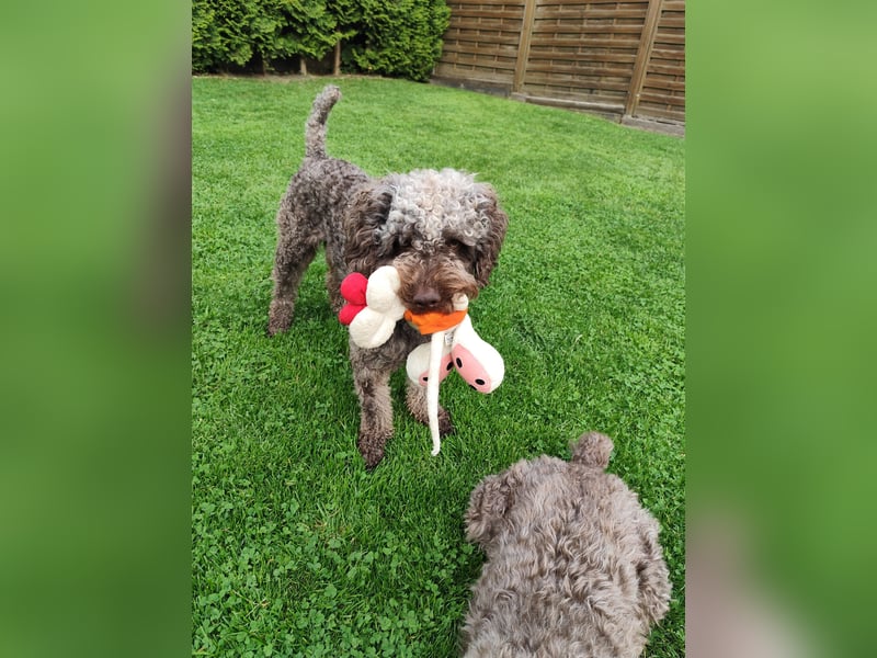 Charlie Spanischer Wasserhund Rüde kastriert