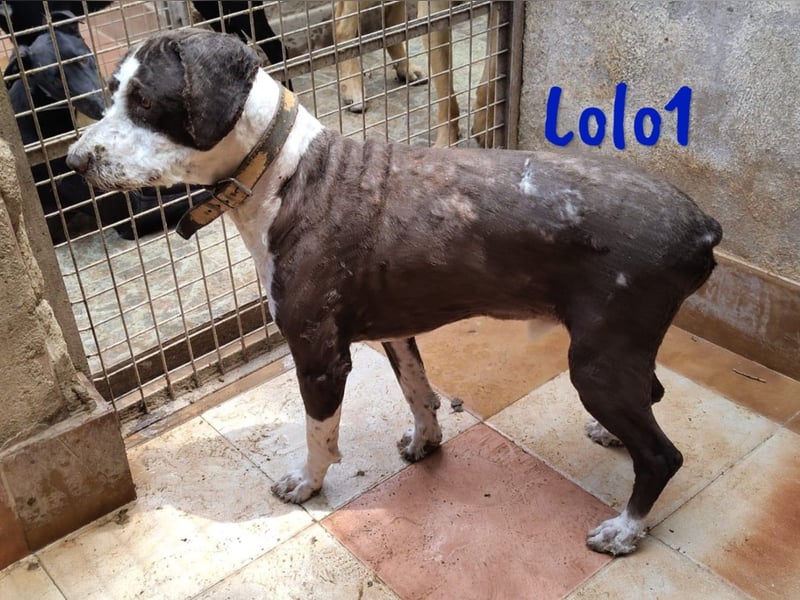 Lolo1 02/2019 (ESP) - freundliche, sozialer und sportlicher Spanischer Wasserhund!
