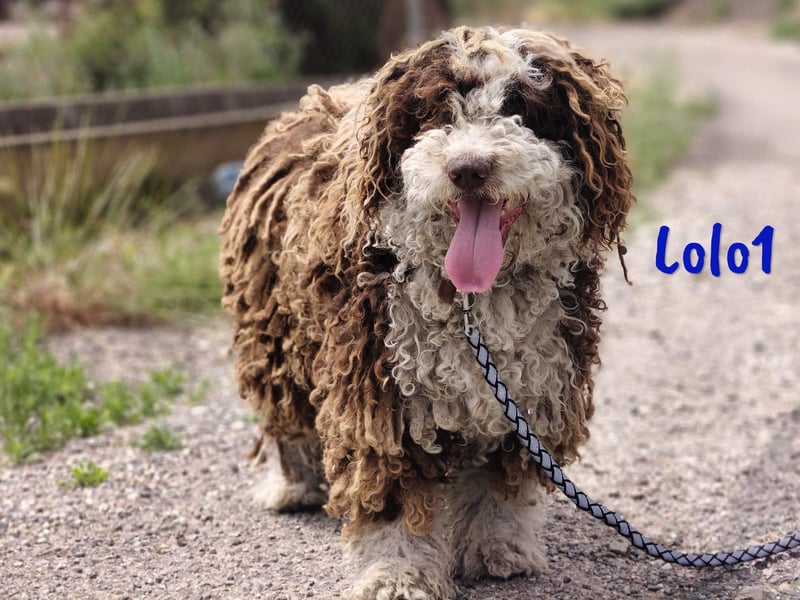 Lolo1 02/2019 (ESP) - freundliche, sozialer und sportlicher Spanischer Wasserhund!