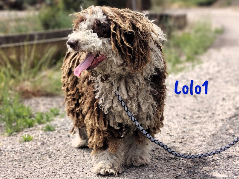 Lolo1 02/2019 (ESP) - freundliche, sozialer und sportlicher Spanischer Wasserhund!