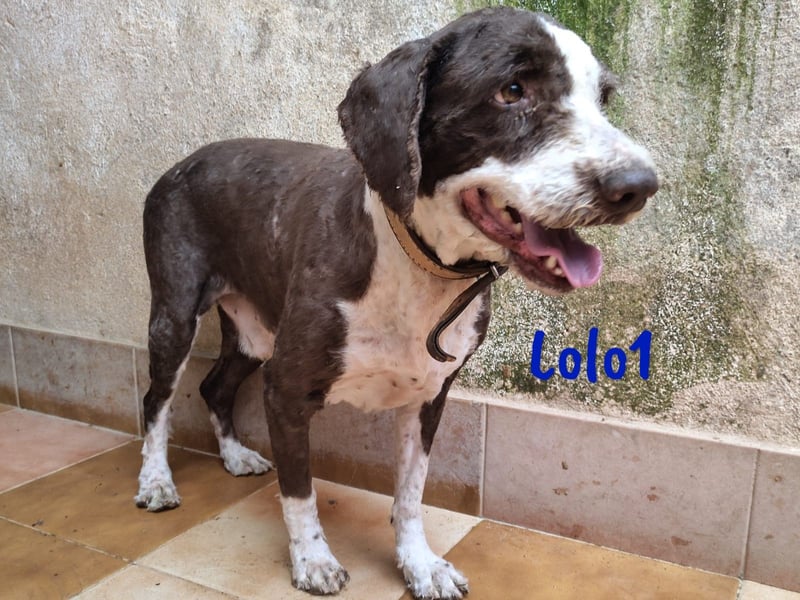 Lolo1 02/2019 (ESP) - freundliche, sozialer und sportlicher Spanischer Wasserhund!