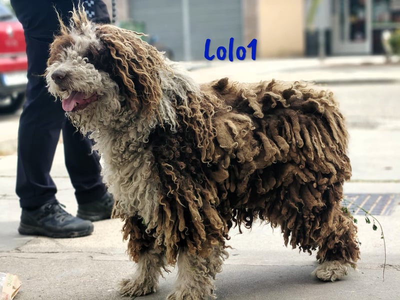Lolo1 02/2019 (ESP) - freundliche, sozialer und sportlicher Spanischer Wasserhund!