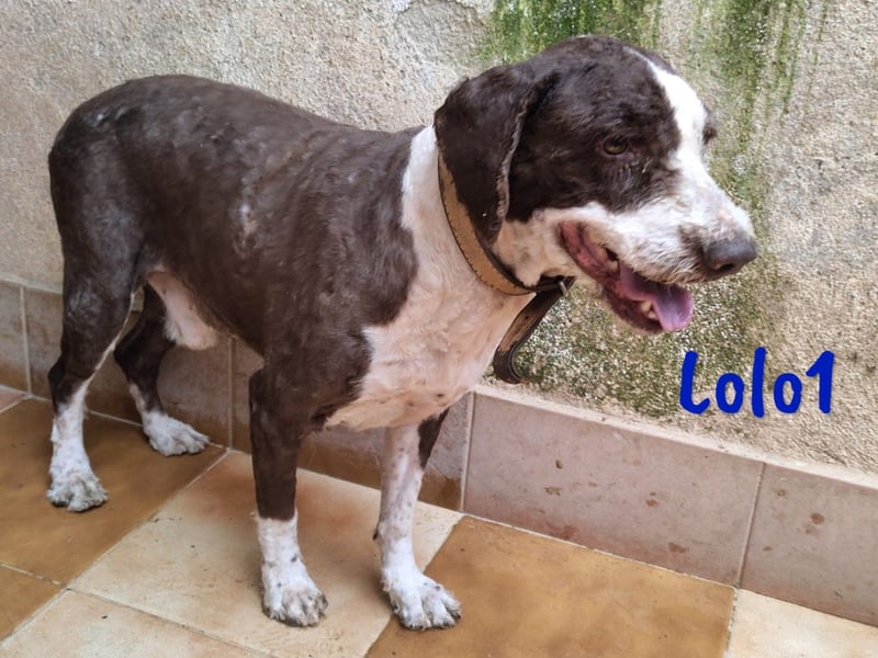 Lolo1 02/2019 (ESP) - freundliche, sozialer und sportlicher Spanischer Wasserhund!