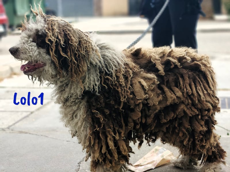 Lolo1 02/2019 (ESP) - freundliche, sozialer und sportlicher Spanischer Wasserhund!