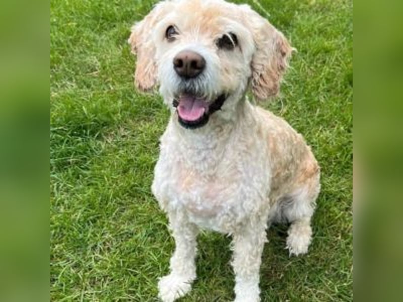 Trennungsopfer SIMBA-wartet in 06905 Bad Schmiede-stubenrein,Frohnatur,verschmust,begeisterungsfähig
