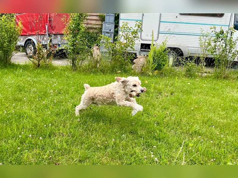 Trennungsopfer SIMBA-wartet in 06905 Bad Schmiede-stubenrein,Frohnatur,verschmust,begeisterungsfähig