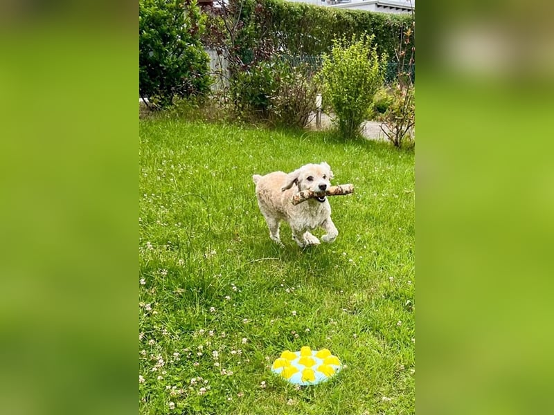 Trennungsopfer SIMBA-wartet in 06905 Bad Schmiede-stubenrein,Frohnatur,verschmust,begeisterungsfähig