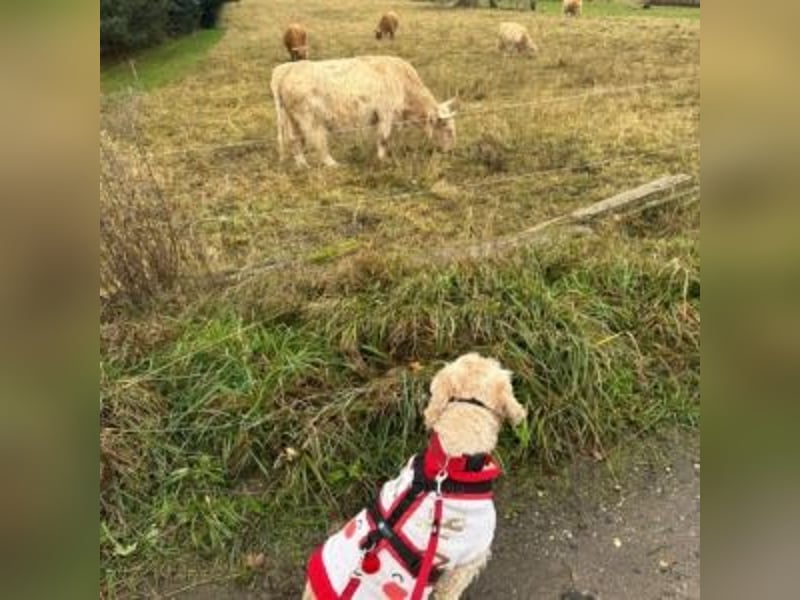 Trennungsopfer SIMBA-wartet in 06905 Bad Schmiede-stubenrein,Frohnatur,verschmust,begeisterungsfähig
