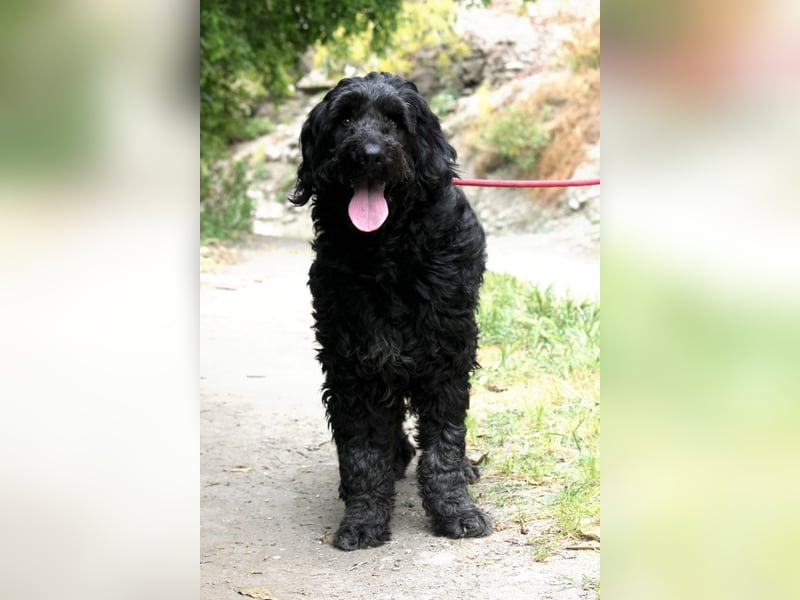 Nube sucht Kuschelpartner für's Leben