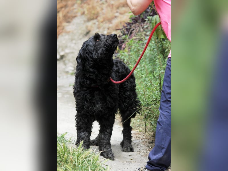 Nube sucht Kuschelpartner für's Leben