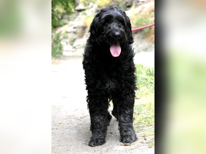 Nube sucht Kuschelpartner für's Leben