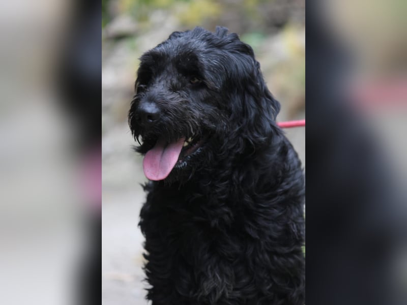 Nube sucht Kuschelpartner für's Leben