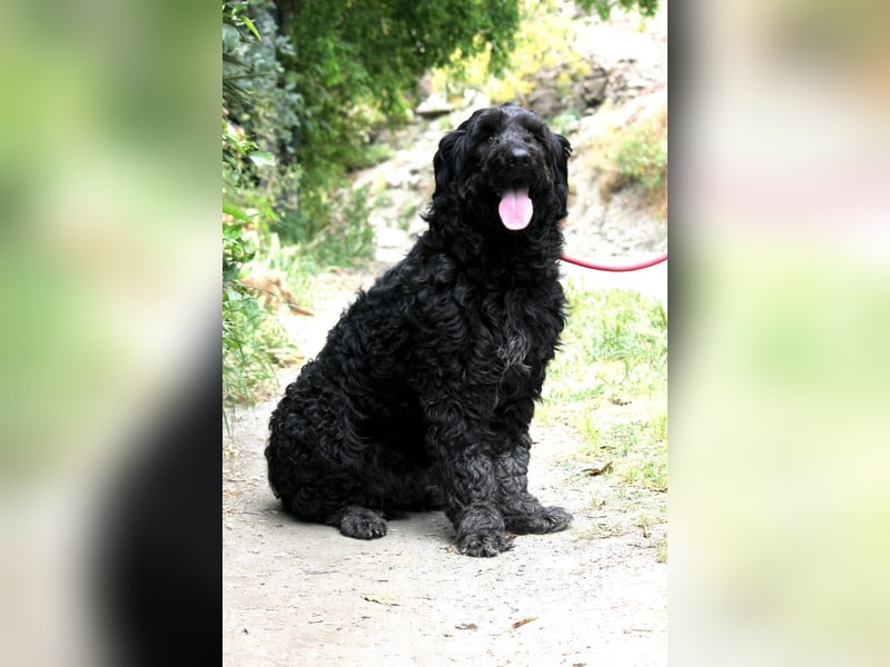 Nube sucht Kuschelpartner für's Leben