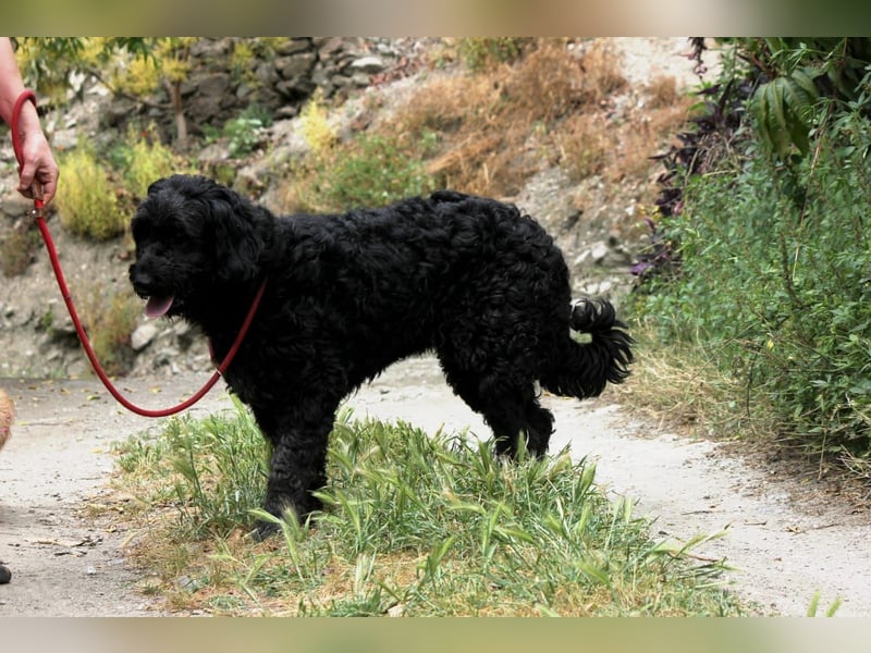 Nube sucht Kuschelpartner für's Leben
