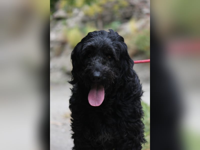 Nube sucht Kuschelpartner für's Leben