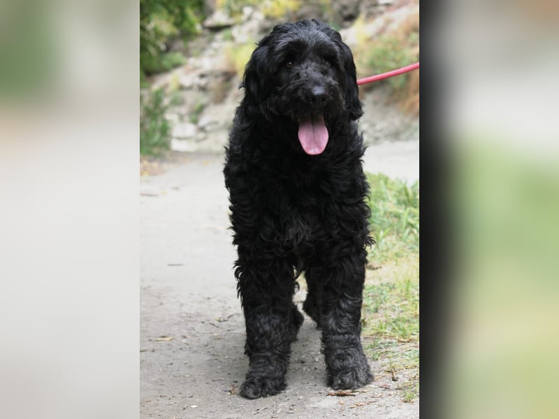 Nube sucht Kuschelpartner für's Leben