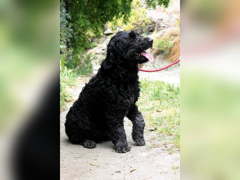 Nube sucht Kuschelpartner für's Leben