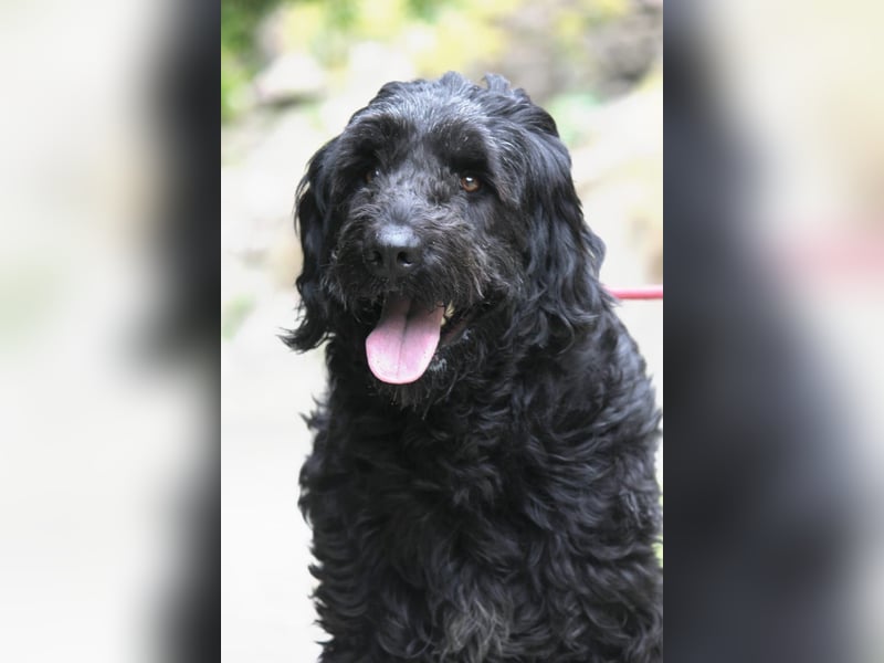 Nube sucht Kuschelpartner für's Leben