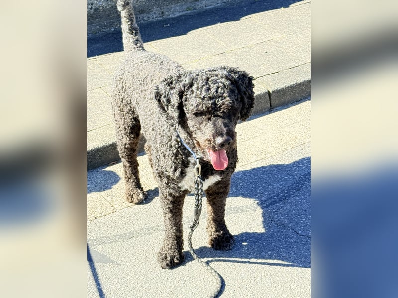 Erfahrener spanischer Wasserhund Perro de Agua Español - Deckrüde  mit FCI Papieren